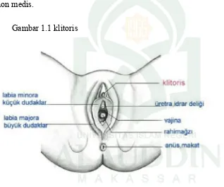 Gambar 1.1 klitoris