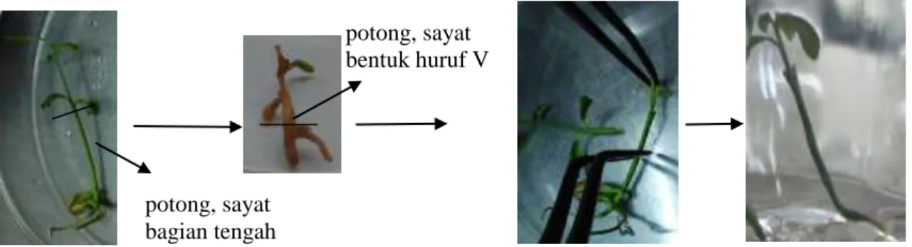 Gambar 1.  Skema penyambungan mikro antara tunas putatif mutan jeruk keprok garut (batang atas)  dengan jeruk JC (batang bawah) 