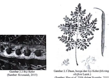 Gambar 2.3 Daun, bunga dan biji Kelor (Moringa 