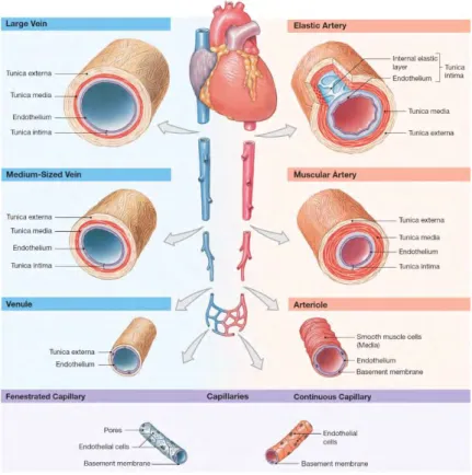Gambar 2.9 Perbedaan arteri dan vena 