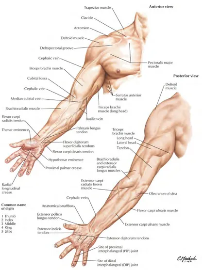 Gambar 2.10 Penampang anterior dan posterior lengan[8] 