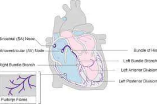 Gambar 2.1. Sistem Konduksi jantung        Sumber : www.nottingham.ac.uk
