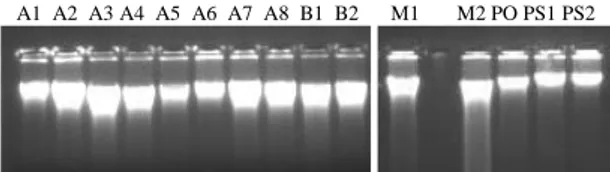 Gambar  1.  Spektrofotometer  DNA  total  sapi  penelitian  setelah  dimigrasikan  dalam  gel  agarose  1,2%  pada  tegangan 90 volt selama 30 menit  Amplifikasi Daerah D-LOOP 