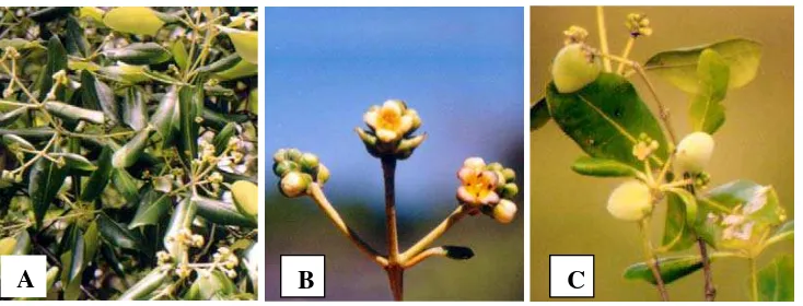 Gambar 2.Morfologi mangrove  A. marina (A) Daun, (B) Bunga, (C) Buah (Rusali 