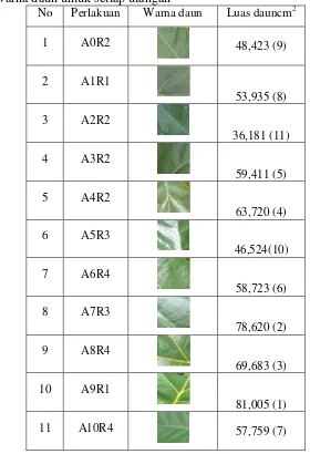 Tabel 4. Warna daun untuk setiap ulangan 