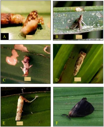 Gambar 1. Siklus hidup hama Metisa plana  a. telur, b larva muda (5 mm), c. larva sedang (5-10 mm) d