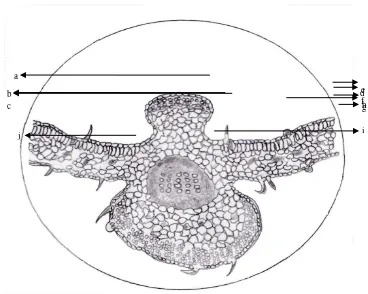 Gambar Mikroskopik serbuk simplisia 