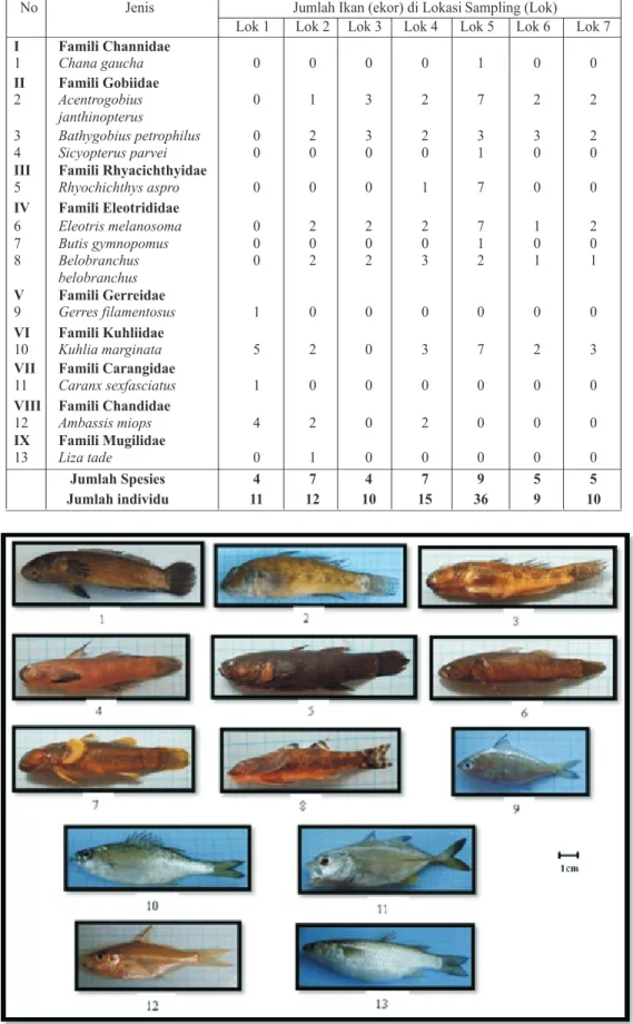 Gambar 2. Keragaman spesies ikan anggota ordo Perciformes di Sungai Sukamade; 1: Chana gaucha,  2: Acentrogobius janthinopterus, 3: Bathygobius petrophilus, 4:Sicyopterus parvei, 5: Eleotris melanosoma, 