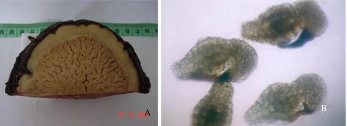 Gambar  4.    Struktur  buah  R.patma  yang  telah  dipotong  melintang    (A)  memperlihatkan  biji  yang  menempel  pada daging buahnya