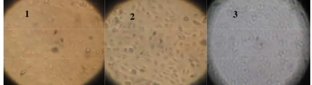 Gambar 2 menunjukkan morfologi sel vero setelah pemberian kurkumin konsentrasi 6,25 ppm, sel-sel tersebut tampak utuh dengan ukuran relatif sama, walaupun ada beberapa yang bentuknya menjadi bulat dan mengambang