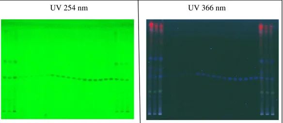 Gambar 2. Hasil pemisahan standar andrografolid dan sampel pada UV 254 dan 366 nm. T 1 = sampel  ekstraksi dengan maserasi; T 2 , T 3 , T 4 , T 5  = sampel ekstraksi dengan refluks selama 3, 6, 9 dan 12 jam; S 1