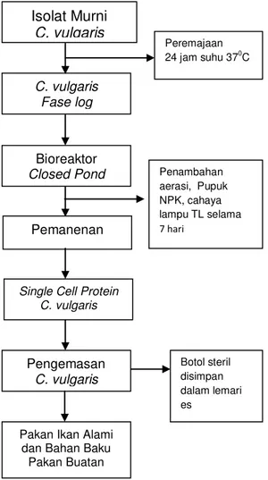 Diagram  alir  pembuatan  pakan  alami ikan C. vulgaris pada penelitian  ini  dapat dilihat pada Gambar 1
