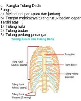 Gambar 4  d. Rangka Tulang Gelang Bahu   Terdiri atas : 