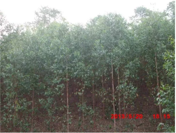 Gambar 4 . Tegakan hybrid Eucalyptus grandis pelita IND 32 
