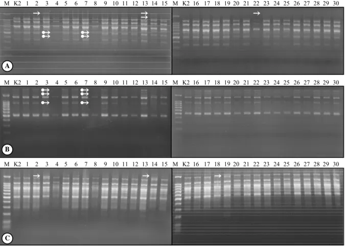 Gambar 1.  Pola pita DNA jeruk keprok SoE hasil radiasi sinar gamma yang diamplifikasi dengan penanda ISSR C (A), ISSR D (B), dan  ISSR E (C)