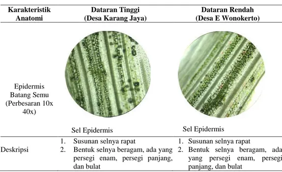 Tabel 11.  Karakter Anatomi Jaringan Epidermis Batang Semu Jahe  