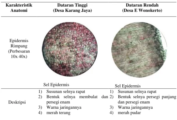 Tabel 12 Karakter Anatomi Jaringan Epidermis Rimpang Jahe  