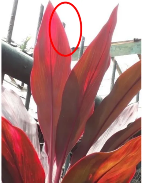 Gambar 3. Daun tanaman Hanjuang (Cordyline fruticosa) saat terkena cahaya matahari 