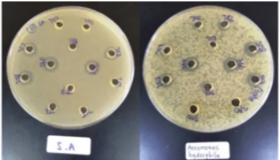 Gambar  1.  Penghambatan  supernatan  L.  plantarum  pada  bakteri  patogen  S.  aureus  dan  A