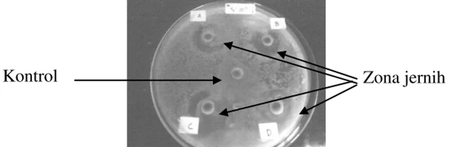 Gambar 1. Zona hambat bakteri asam laktat terhadap Morganella morganiiZona jernih Kontrol 