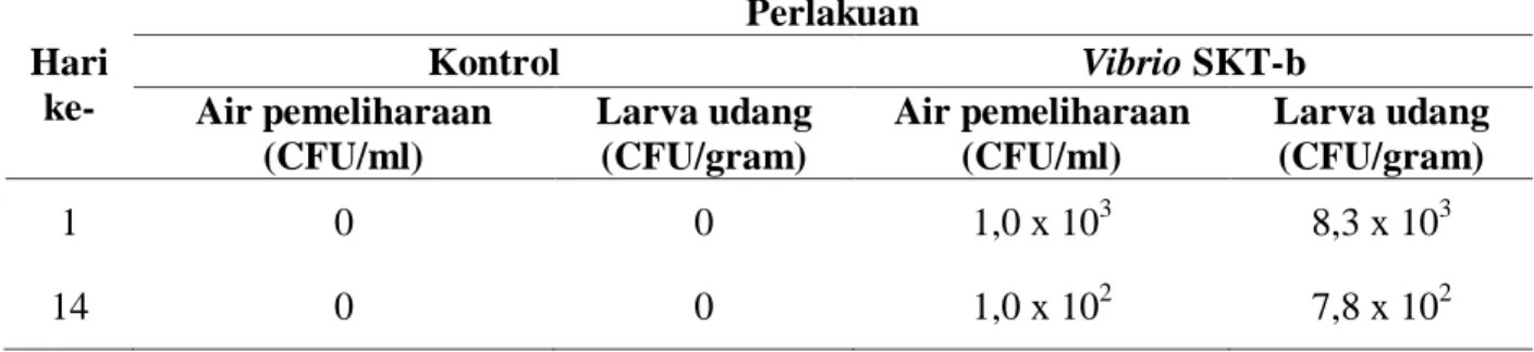 Tabel 3.  Jumlah Vibrio SKT-b di air media pemeliharaan dan larva udang windu pada awal dan  akhir percobaan  Hari  ke-  Perlakuan Kontrol  Vibrio SKT-b  Air pemeliharaan  (CFU/ml)  Larva udang (CFU/gram)  Air pemeliharaan (CFU/ml)  Larva udang (CFU/gram) 