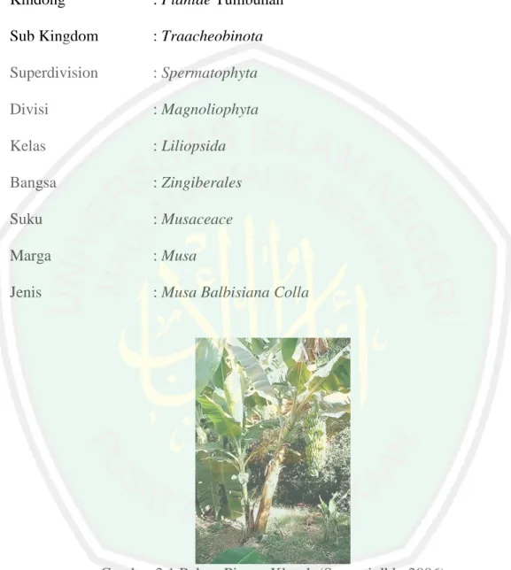 Gambar 2.1 Pohon Pisang Klutuk (Suyanti dkk, 2006) 
