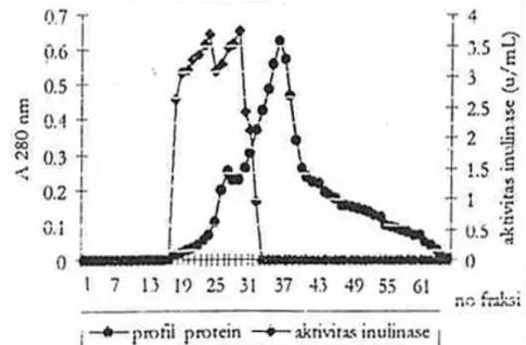 Gambar  2.  Hasil  kromatografi  kolom  filtrasi  gel  Sephadex  G-25  (100  ×  2  cm)  dari  sampel  protein  yang  mengendap  pada  kejenuhan  amonium  sulfat  40-80%