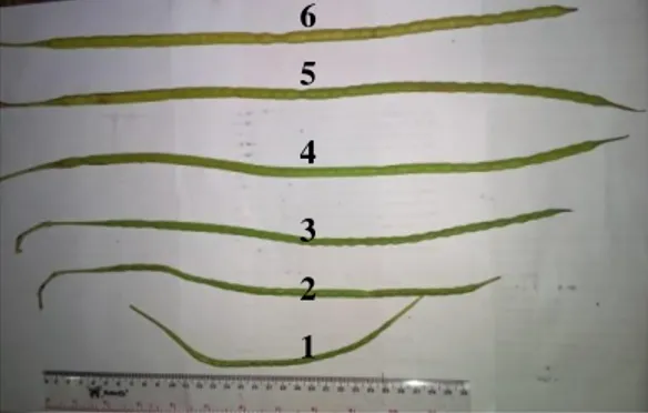 Gambar 2. Buah/polong yang dipanen. Angka  menunjukkan  panen  buah/polong  umur  1,  2,  3,  4,  5,  dan  6  minggu  setelah bunga mekar (anthesis)