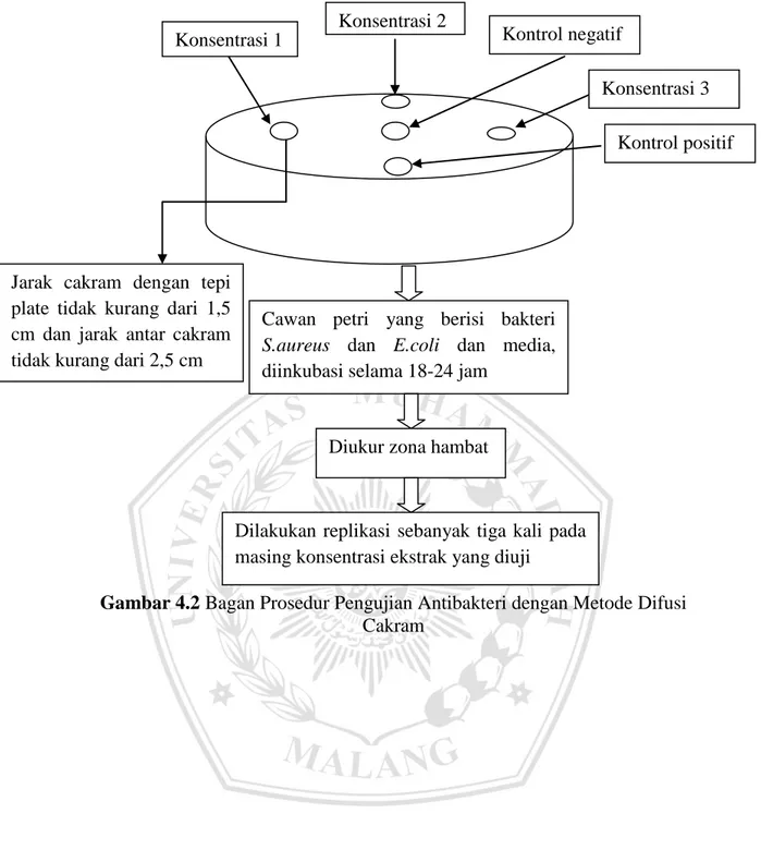 Gambar 4.2 Bagan Prosedur Pengujian Antibakteri dengan Metode Difusi  CakramKonsentrasi 1  Konsentrasi 3 Kontrol negatif Konsentrasi 2  Kontrol positif 