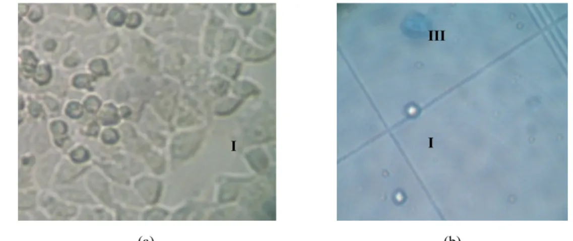 Gambar  1.  Morfologi  sel  HeLa  (a)  sel  HeLa  tanpa  perlakuan  setelah  inkubasi  24  jam  (b)  pada  perlakuan  larutan  uji  setelah  inkubasi  24  jam  dengan  pewarnaan  Trypan  Blue
