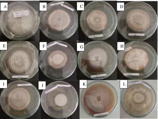 Gambar  1.  Pertumbuhan    koloni  Xeromyces  sp.  Isolat  Xi.01  setelah  7  hari  perlakuan