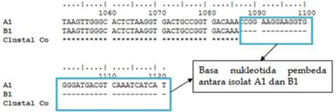 Gambar 4. Capture 35 basa nukleotida berbeda antara isolat A1 dan B1 yang tidak ditandai dengan tanda “*” PEMBAHASAN 