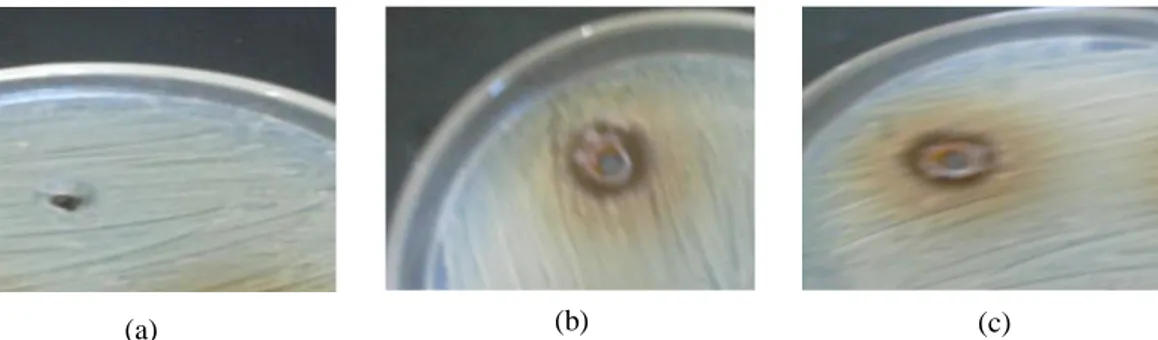 Gambar 3. Hasil Zona hambat bakteri Staphylococcus aureus pada media Mueller Hinton; (a) Kontrol Negatif, (b)  Konsentrasi infusa daun kemangi 80 % (c); Konsentrasi infusa daun kemangi 100 % (Sumber: Dokumen Pribadi)