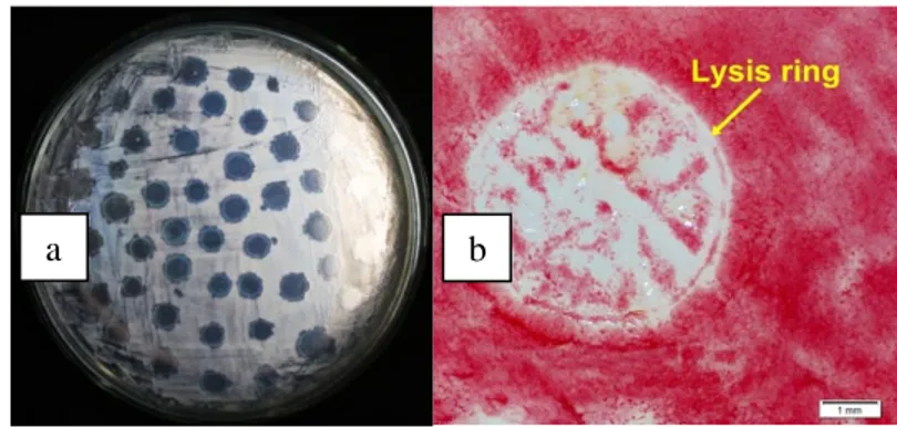 Gambar 1. (a) Kenampakan plak yang diperoleh dari hasil  purifikasi dengan menggunakan metode spot test