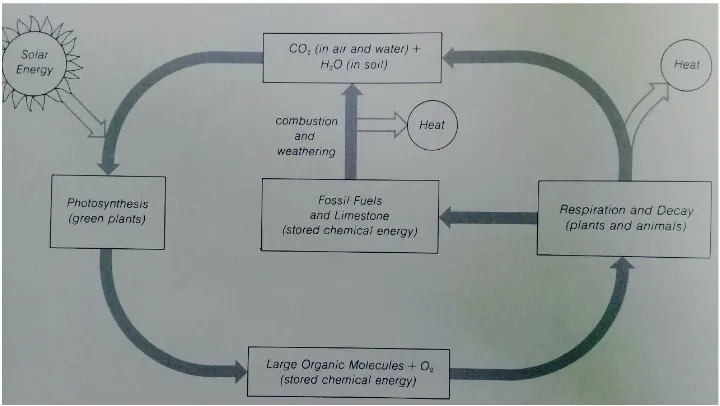 gambar siklus karbon dan oksigen (Miller, 1975)
