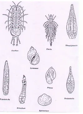 Gambar : Beberapa kelompok invertebrata yang hidup di ekosistem perairan yang tercemar