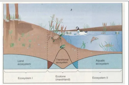 Fig. 2-3, 1, p. 26.  Suatu ecotone dapat membentuk habitat yang unik dimana bermukim species-species khusus yang tidak dijumpai ecosystem yang berbatasan dengannya