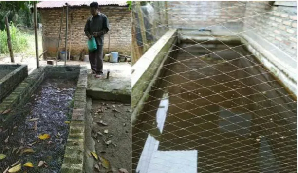 Foto bapak Surahman sedang memberi pakan ikan 