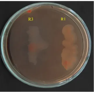 Gambar 3.  Uji Rhizobia R1 dan R3 pada YEMA + 1% BTB. Rhizobia R1 bereaksi masam merah  kekuningan) sedang  Rhizobia R3  bereaksi basa (biru kemerahan)