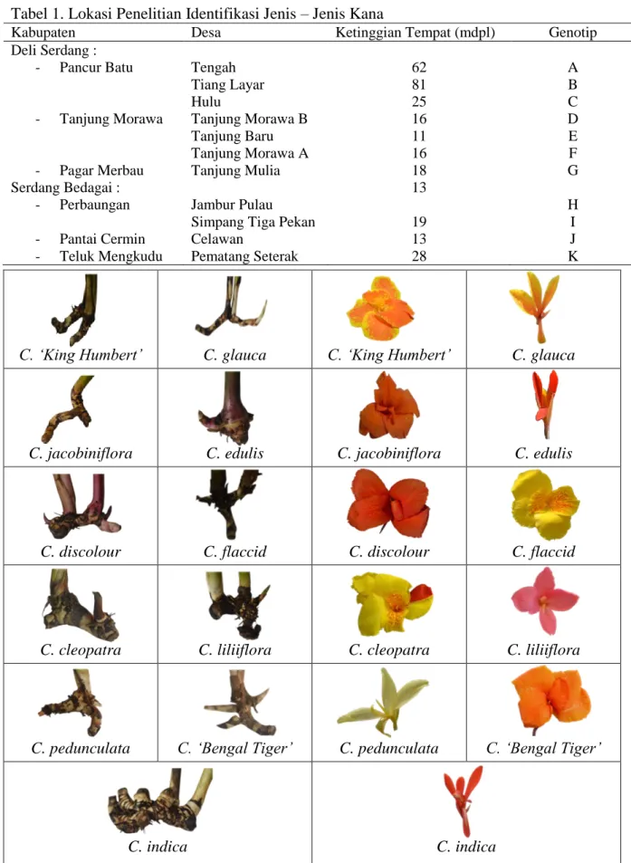 Gambar  1.  Perbedaan  karakter  morfologis  bunga  dan  rimpang  jenis-jenis  tanaman  Kana  di  Kabupaten Deli Serdang dan Serdang Bedagai 
