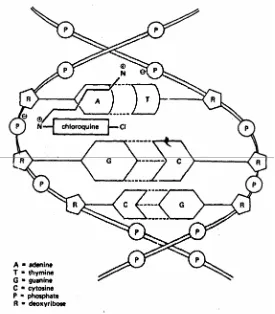 Gambar 11. Mekanisme aksi klorokuin pada tingkat molekular 