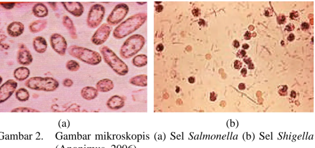Gambar 2. Gambar mikroskopis (a) Sel Salmonella (b) Sel Shigella (Anonimus, 2006)