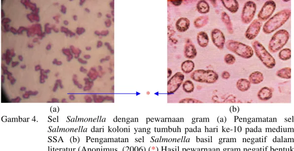 Gambar 4. Sel Salmonella dengan pewarnaan gram (a) Pengamatan sel Salmonella dari koloni yang tumbuh pada hari ke-10 pada medium SSA (b) Pengamatan sel Salmonella basil gram negatif dalam literatur (Anonimus, (2006) (*) Hasil pewarnaan gram negatif bentuk 