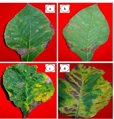 Gambar 1. Gejala Penyakit Bercak Daun Jati ( a = Gejala  bercak daun dilihat dari sisi atas daun; b = gejala bercak 