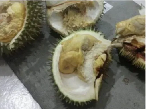 Gambar 1 Durian hasil panan di Malaysia.  Gambar 2 Durian afkir tipe berair. 