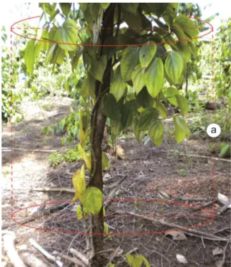 Gambar 4.  Keragaan tanaman lada akibat peng- peng-gunaan  sulur  gantung  atau  sulur  cacing dan  tidak  dipangkas, dikenal 