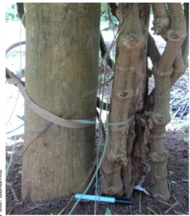 Gambar  6.  Budidaya  lada  di  Vietnam  dengan  menanam lebih dari satu pohon per  tajar 