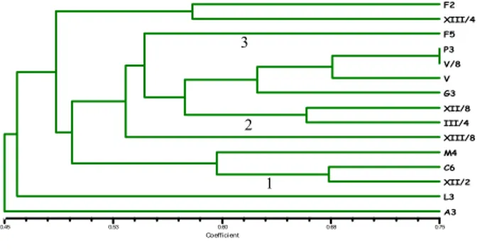 Figure 4.  Clustering of cashew collection based on flower, fruit and nut  characteristics 