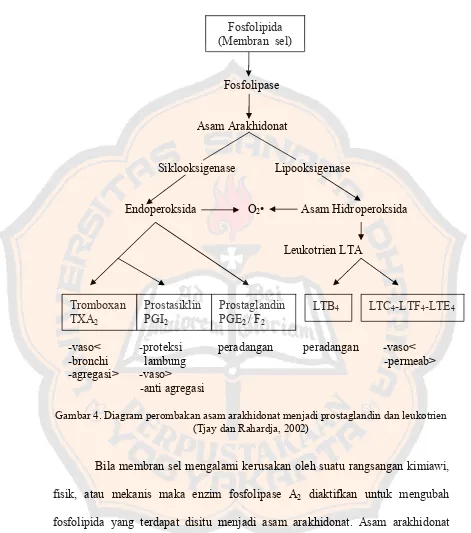 Gambar 4. Diagram perombakan asam arakhidonat menjadi prostaglandin dan leukotrien 