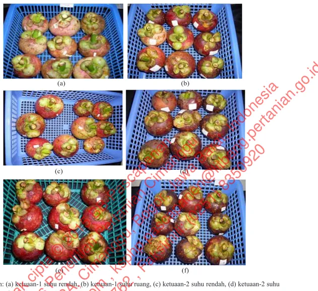 Gambar 4. Visualisasi penurunan kualitas warna sepal dan warna kulit buah manggis pada tiga tingkat  ketuaan umur petik selama penyimpanan suhu rendah dan ruang hari ke-3